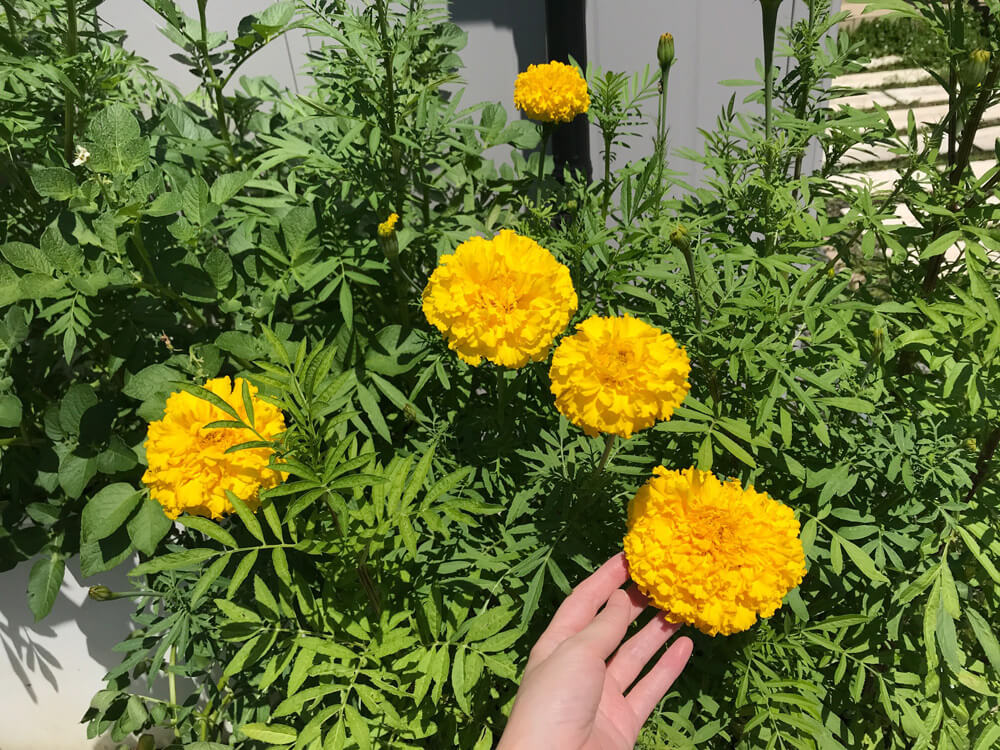 アフリカンマリーゴールドの花がデカイ Rec K Blog